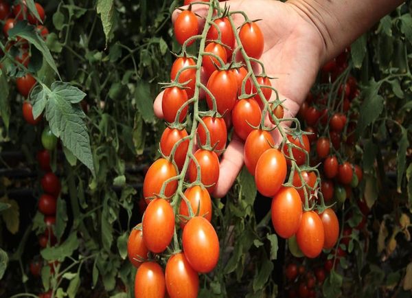 Innovador del tomate cherry transmitirá conocimientos