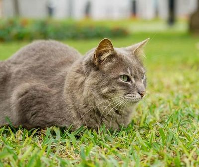 Más de un centenar de gatos en parque central de Lima - Mascotas - ABC Color