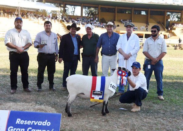 Reservados de Campeones Ovinos. Expo MRA. 2019 - ABC Rural - ABC Color