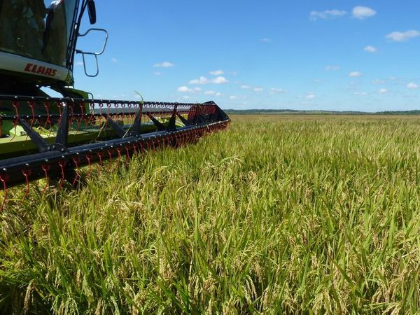 Cuestionan intención de Brasil de gravar importaciones de Arroz - Economía y más - ABC Color
