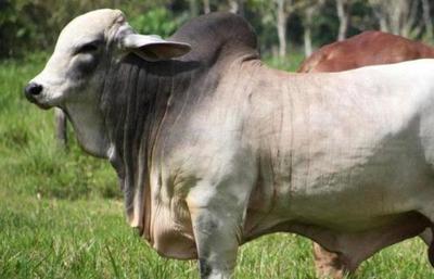 Detienen a encargado de granja por supuesto abigeato | Radio Regional 660 AM