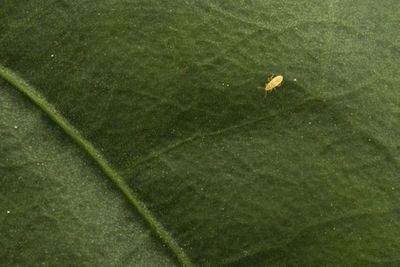En “mar de plástico” en España, insectos reemplazan a insecticidas