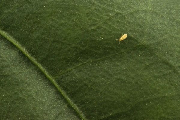 En “mar de plástico” en España, insectos reemplazan a insecticidas