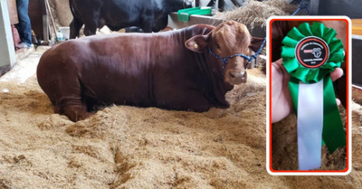 “Recuperdí”: perdió dinero, pero ojediverti con su toro