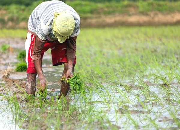 Los campesinos filipinos están luchando —y muriendo— por las tierras de cultivo