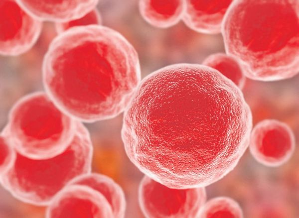 FDA suspende venta de implantes de pecho - Internacionales - ABC Color