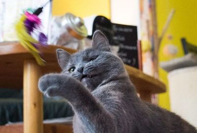 Nueva York prohíbe extirpación de uñas de gatos - Mascotas - ABC Color