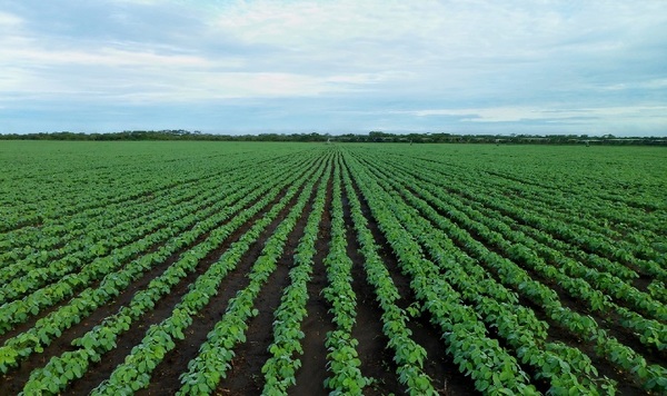 Argentina, Brasil, Paraguay y Uruguay van a OMC por comercio biotecnológico