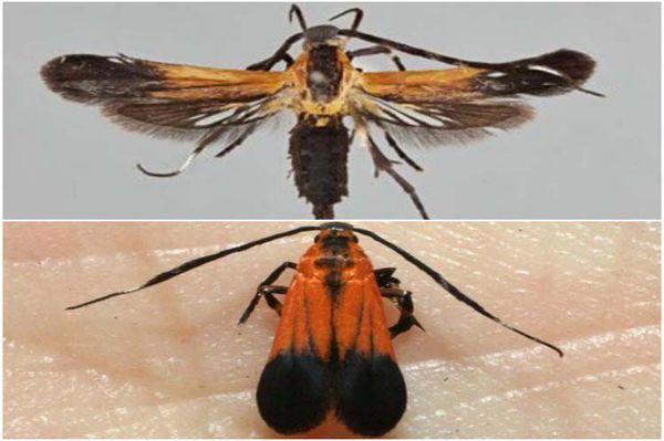 Costa Rica descubre dos nuevas especies de mariposas nocturnas - Ciencia - ABC Color