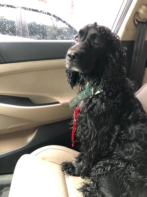 Este perrito fue encontrado sobre San Alfonso y Chóferes del Chaco » Ñanduti
