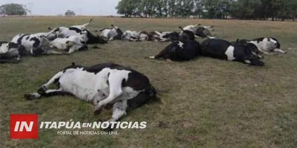 RABIA BOVINA DEJA VARIOS ANIMALES MUERTOS EN HOHENAU