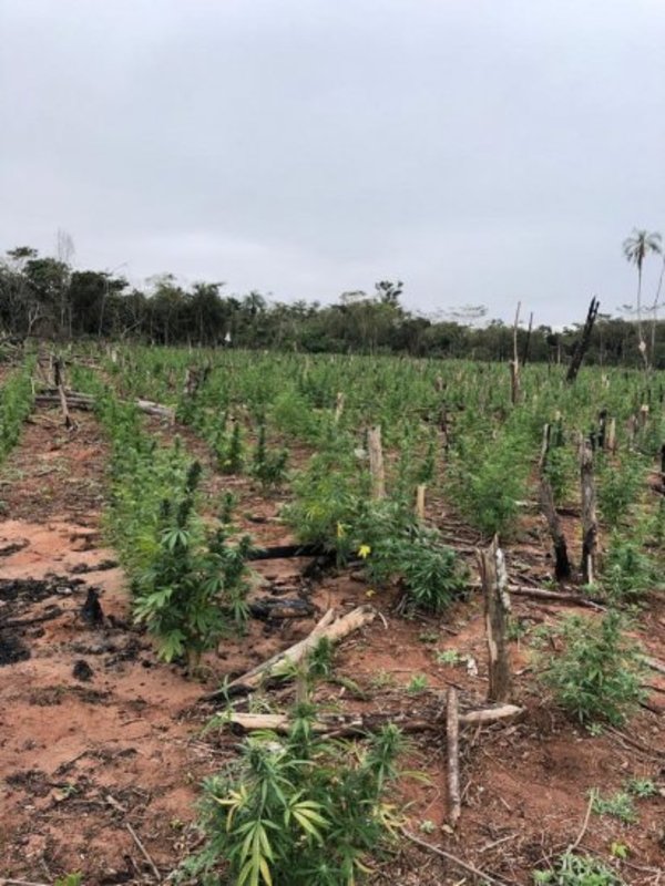 Destruyen 37 toneladas de marihuana en Capitán Bado