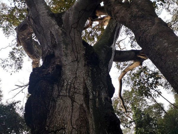 Prosiguen las expediciones de Colosos de la Tierra 2019 » Ñanduti