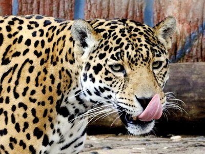 China, el principal destino del tráfico ilegal del jaguar de Latinoamérica