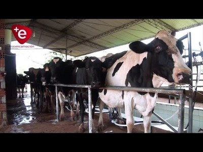 VACUNA ANTIRRÁBICA PARA BOVINOS DISPONIBLE EN ITAPÚA