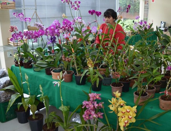 Feria de orquídeas por el Día de la Amistad