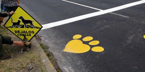 Quito marca sus carreteras con huellas de perro para salvar la fauna urbana - Mascotas - ABC Color