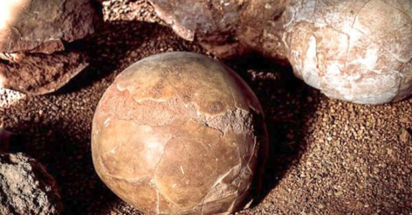 Dinosaurio: hallan huevos de 65 millones de años