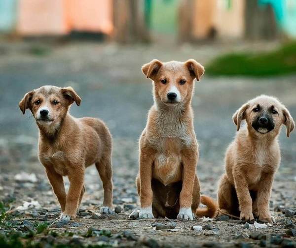 Día Internacional de los perros callejeros