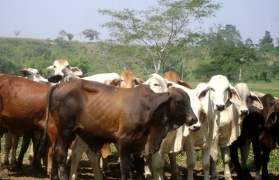 Estrategias para la producción ganadera en invierno - Radio 1000 AM