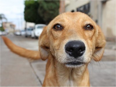 Día del Perro Callejero: Rescatistas esperan mayor acción del Estado