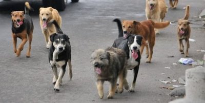 Día del Perro Callejero: Un llamado a la conciencia y a la protección animal » Ñanduti