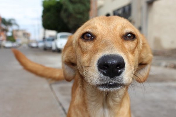 DÍA DEL PERRO CALLEJERO: RESCATISTAS ESPERAN MAYOR ACCIÓN DEL ESTADO