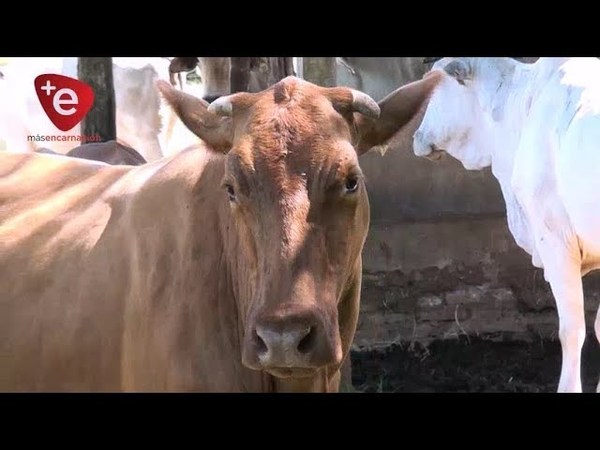 VACUNA CONTRA LA AFTOSA LLEGÓ AL 95% DEL HATO GANADERO