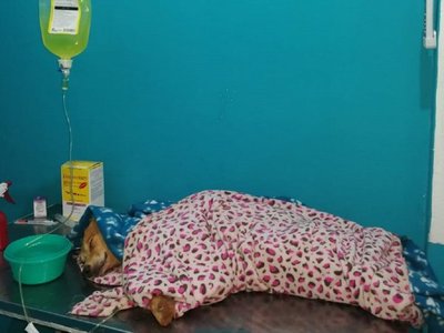 Ñemby: Rescatan a perro con hipotermia y heridas