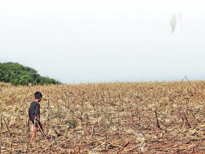 La franja de bosques de Itaipú es utilizada para negocios ilícitos