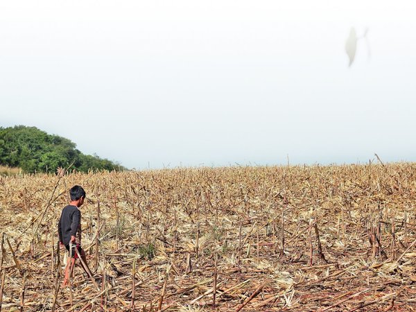 La franja de bosques de Itaipú es utilizada para negocios ilícitos