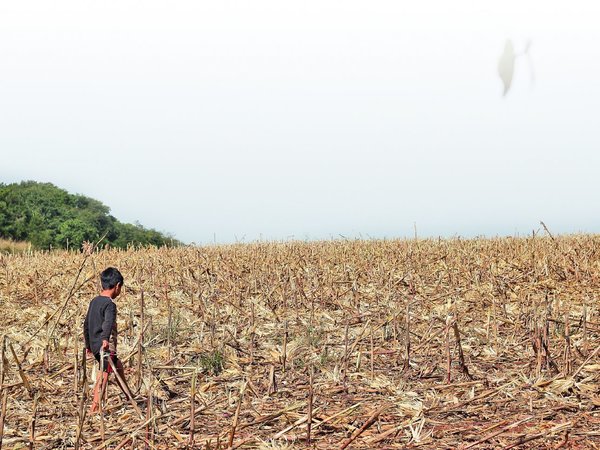 La franja de bosques de  Itaipú es utilizada para  negocios ilícitos