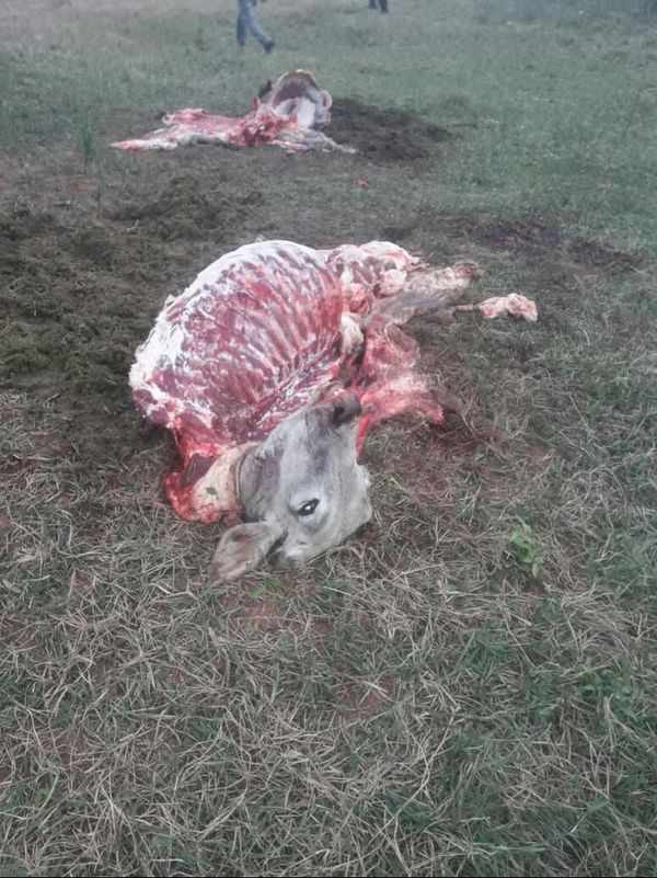 Roban y faenan dos vacunos a concejal de Carapeguá - Nacionales - ABC Color