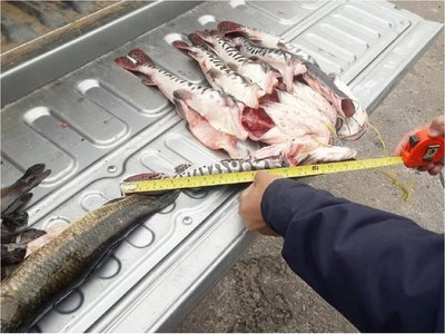 Villa Hayes: Mades decomisa carne de animales silvestres