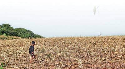 La franja de bosques de Itaipú es utilizada para negocios ilícitos