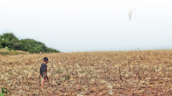 La franja de bosques de Itaipú es utilizada para negocios ilícitos