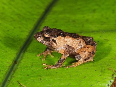 Descubren en Ecuador minúsculas ranas de fácil adaptación a zonas altas - Ciencia - ABC Color