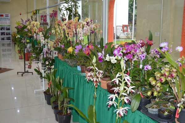 Feria de orquídeas en conmemoración por el Día de la Amistad - ADN Paraguayo