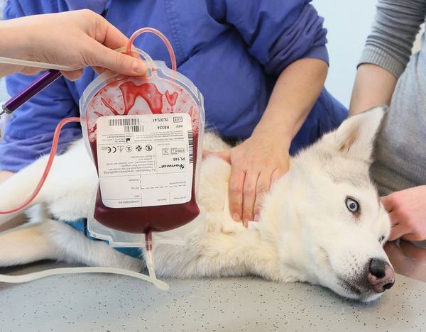 Donaciones de sangre para gatos y perros, poco conocidas y cruciales - Mascotas - ABC Color