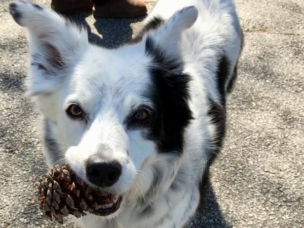 Muere "Chaser", el perro más inteligente del mundo