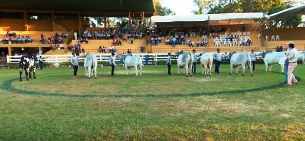 Ganado de carne - Expo Internacional 2019 - ABC Rural - ABC Color
