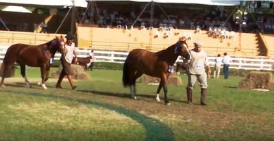 Equinos en la Expo de M.R.A. 2019 - ABC Rural - ABC Color