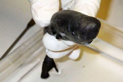 Descubren una especie de tiburón de tamaño menor y luminiscente - Ciencia - ABC Color