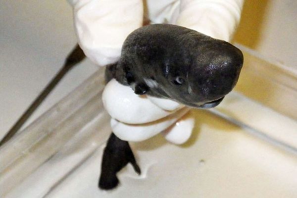 Descubren una especie de tiburón de tamaño menor y luminiscente - Ciencia - ABC Color