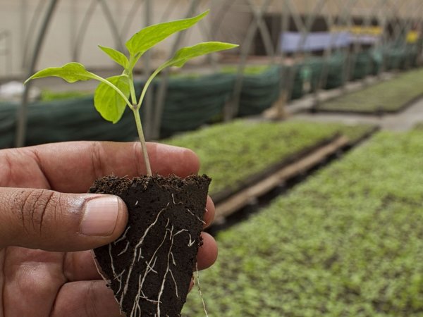 Crean dispositivo para detectar plantas enfermas sobre el terreno