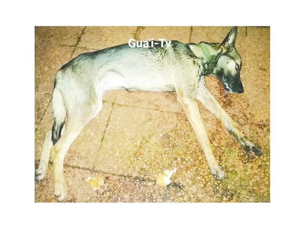 "Es el tercer perro que mata de mí por ladrar a sus vacas"