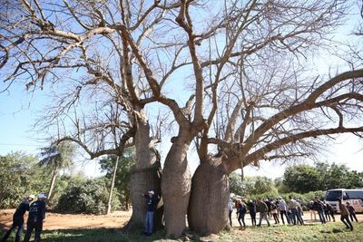 El Chaco alberga a 5 árboles finalistas de Coloso de la Tierra