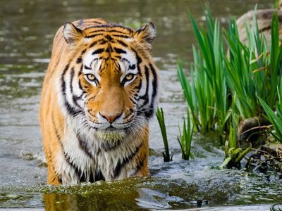 Día Internacional del Tigre entre rejas y con la amenaza de la extinción