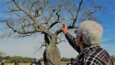 Colosos: ¿Cómo se ven los cinco enormes árboles finalistas del Chaco?