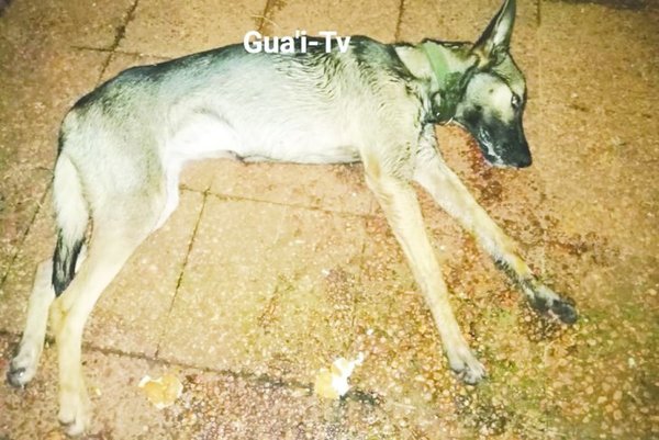 "Es el tercer perro que mata de mí por ladrar a sus vacas"